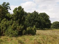 NL, Drenthe, Aa en Hunze, Tweelingen 6, Saxifraga-Hans Dekker